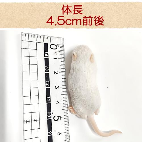 冷凍マウス 国産冷凍ファジーマウス(10匹入)の販売情報イメージ3